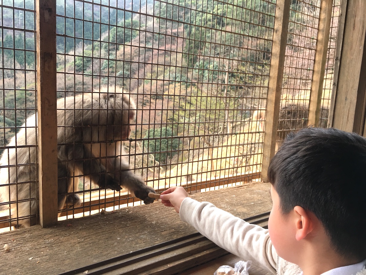 Arashiyama Monkey park feeding