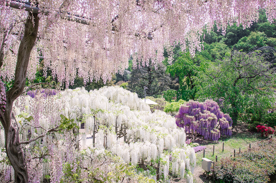 Ashikaga Flower Park purple wisteria with kids