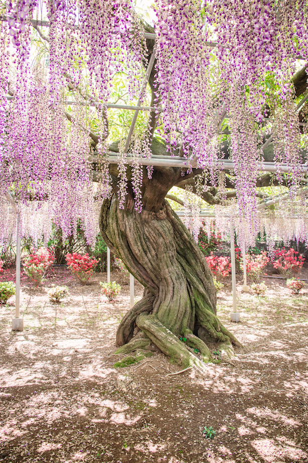 Ashikaga Flower Park purple wisteria with kids tree of life