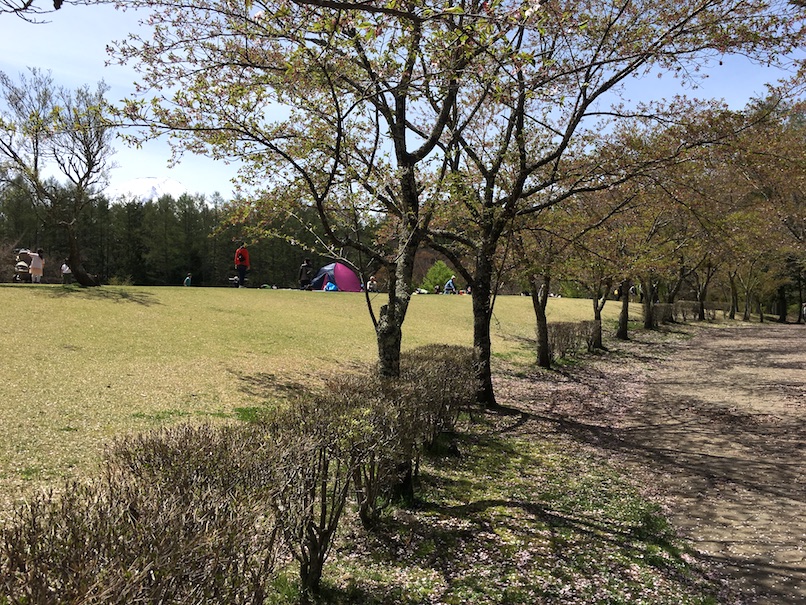 Mt Fuji Kawaguchiko Park cherry blossom trees