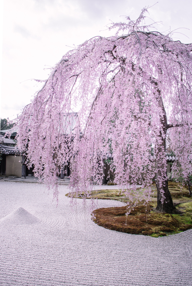 Kyoto Guide Kodaiji Temple with kids cherry blossom tree